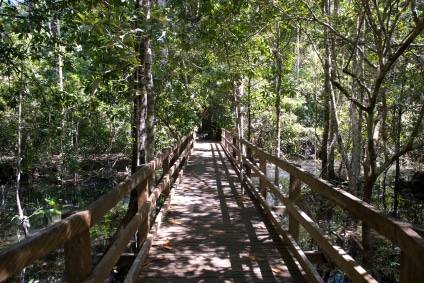 Daintree National Park, Queensland Daintree National Park, Queensland