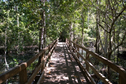 Daintree National Park, Queensland