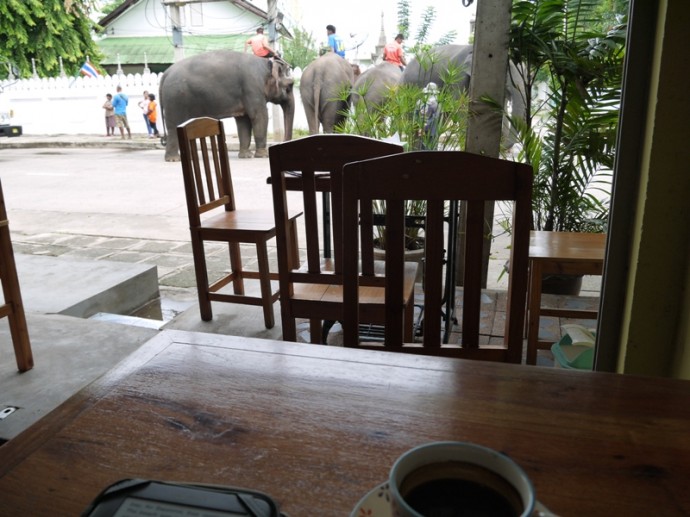 Elephants Outside Cafe Bike In Surin, Thailand
