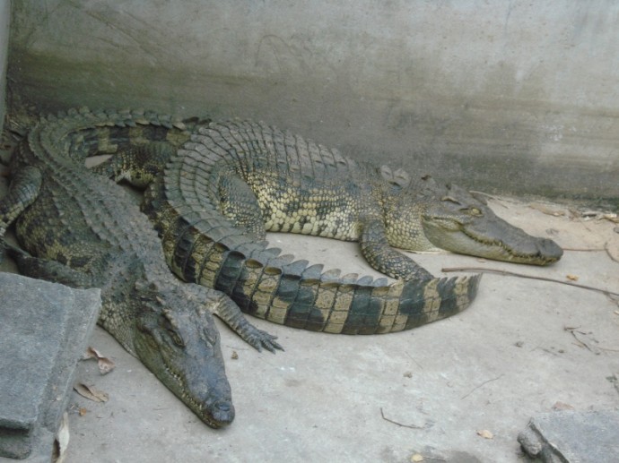 Pet Crocodiles In Thailand Pet Crocodiles In Thailand