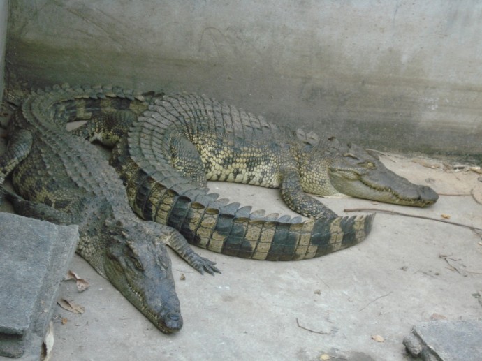 Crocodiles As Pets, Thailand