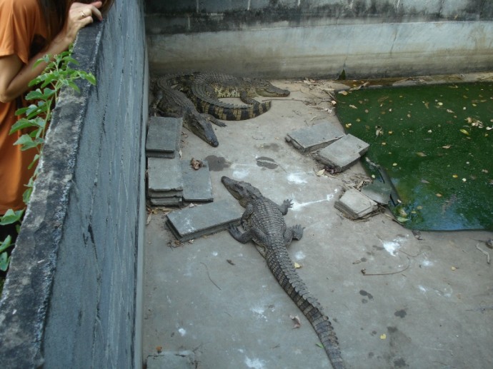 Three Crocodiles Lounging In the Sun