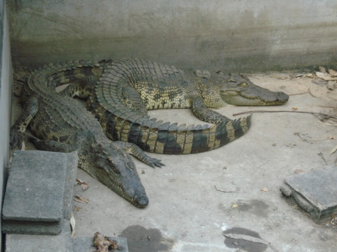The Most Unusual Pets I've Ever Seen The Most Unusual Pets I've Ever Seen
