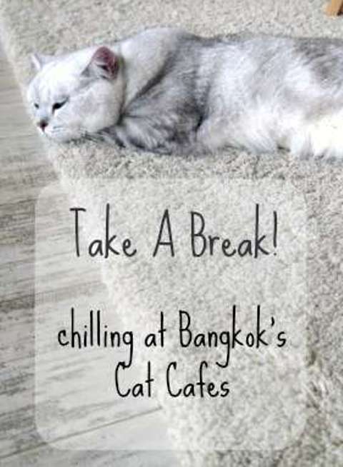 Taking A Break At One Of Bangkok's Cat Cafes - Thailand