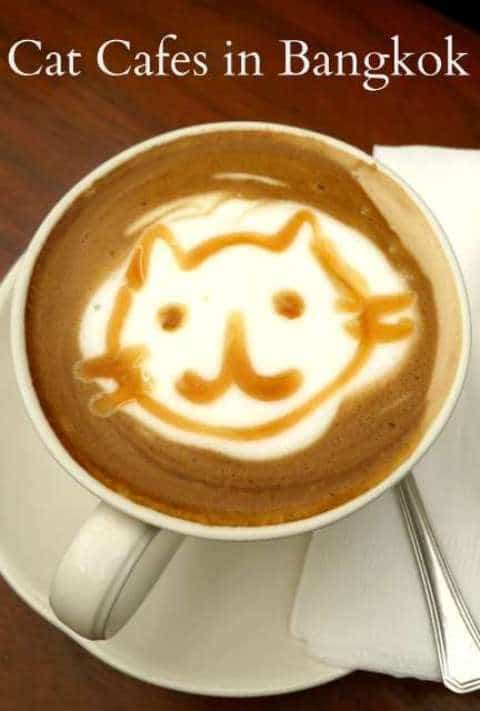 Cat's Face In Coffee - Bangkok Cat Cafes