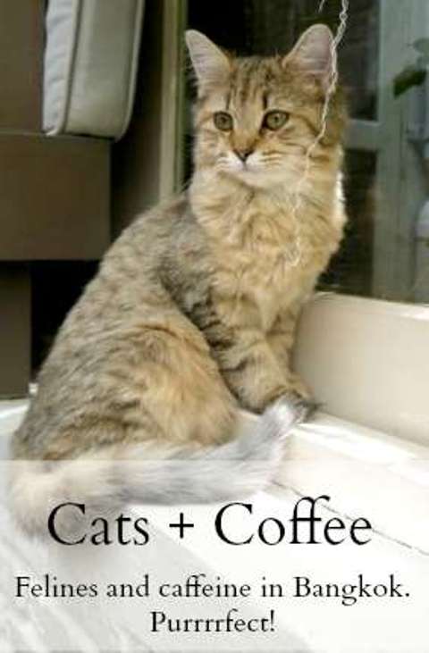 Cats & Coffee - Our Two Favorite Things - Bangkok, Thailand