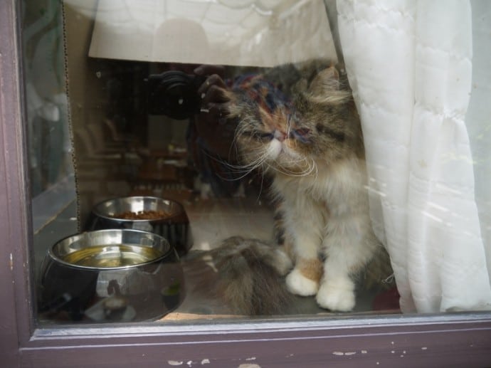 Mother Cat - With Two Kittens At The Back