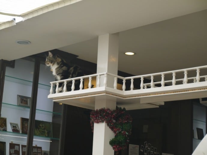 Cat Observing The Customers From High Up