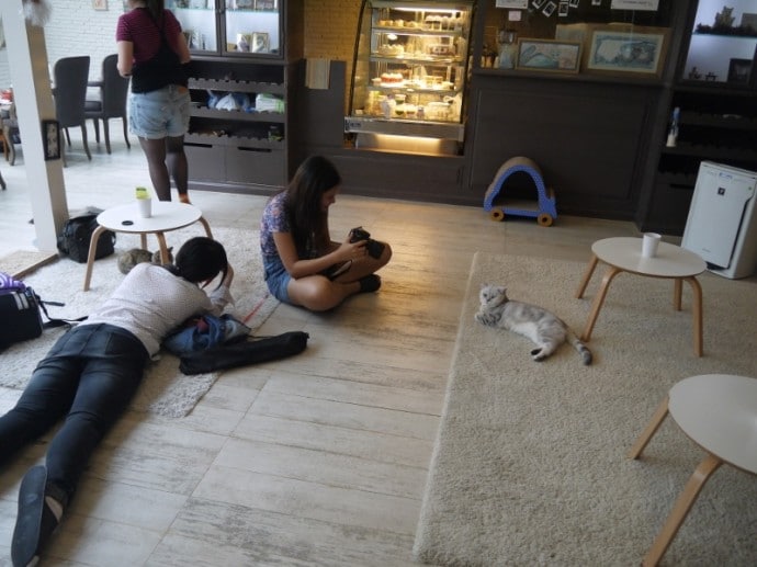 Customers Taking Photos Of The Cats