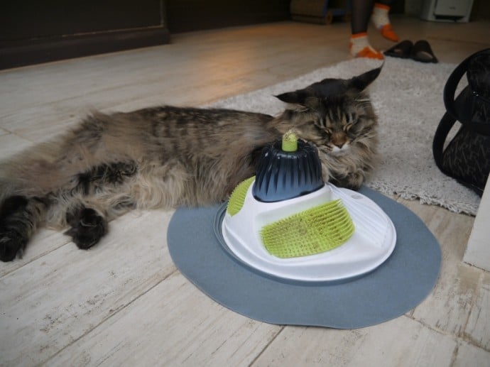 Cat With Scratching Pad