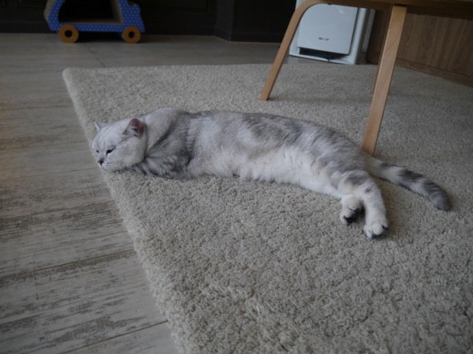 Cat Relaxing On The Mat