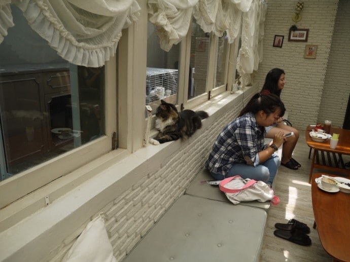 Cat Sitting On Windowsill