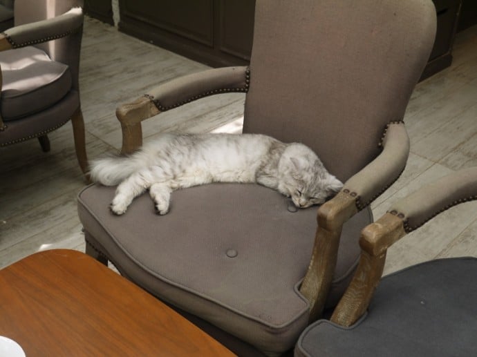 Cat Asleep On Chair