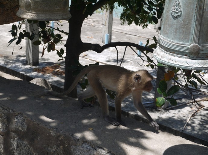 Monkey At Khao Takiab