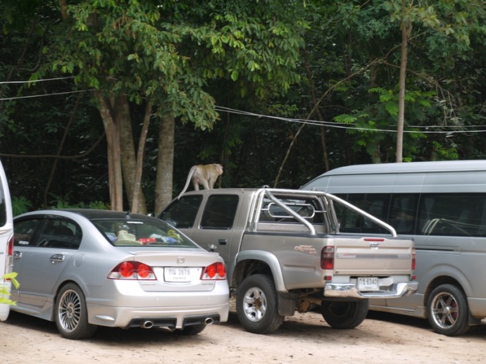 Monkey At Chong Chom Border Crossing