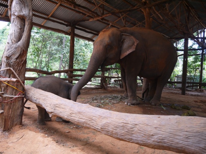 Mother And Baby Elephant At Ban Ta Klang Elephant Village