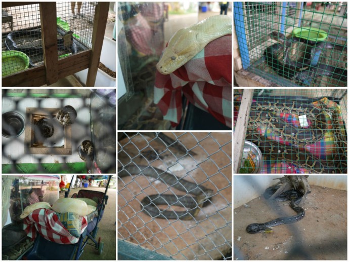 Caged Snakes At King Cobra Village, Thailand