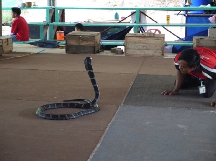 King Cobra Village, Khon Kaen, Thaiand