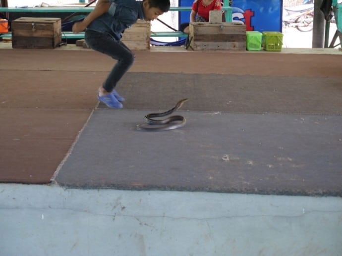 Young Boy And Snake At King Cobra Village