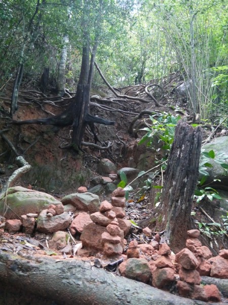 Tree Roots Leading To Level 7