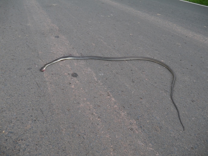 Dead Snake On A Road In Northeast Thailand
