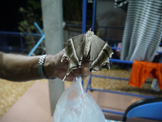 Giant Moth, Thailand