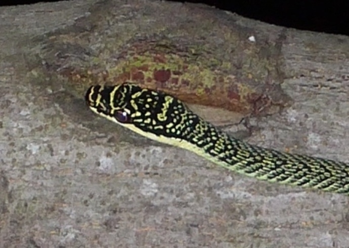 A Beautiful Golden Tree Snake Spotted On A Tree At A Friend's House