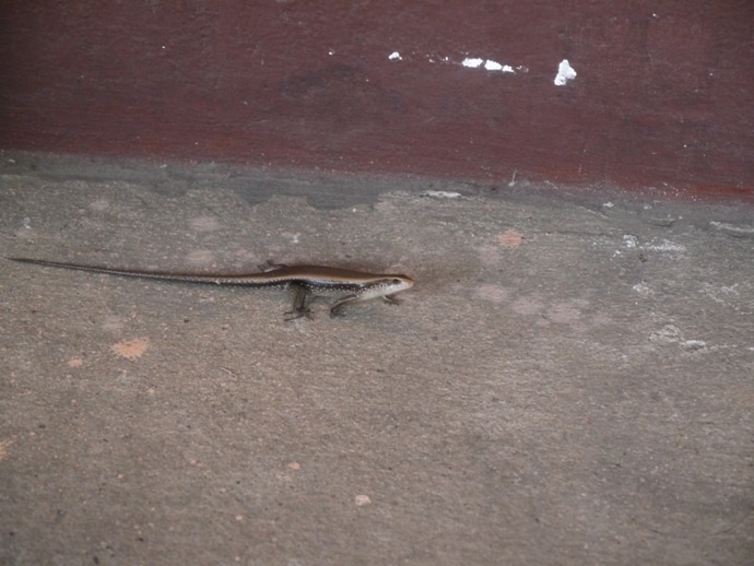 Long-Tailed Lizard, Thailand