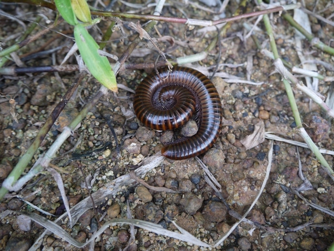 Millipede, Thailand