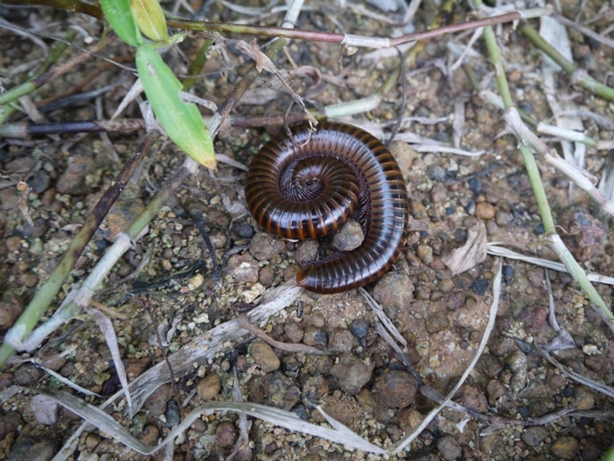 Millipede, Thailand