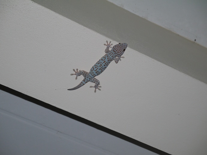 Red Spotted Tokay Gecko, Thailand