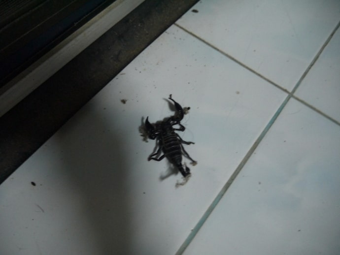 Scorpion Inside House In Thailand