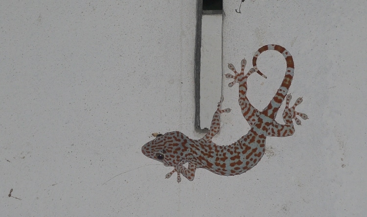 Tokay Gecko, Surin, Thailand