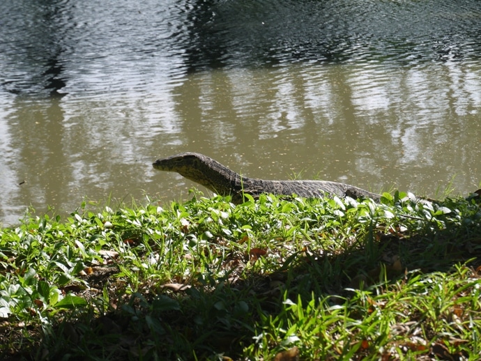 Giant Monitor Lizard At Lumphini Park, Bangkok