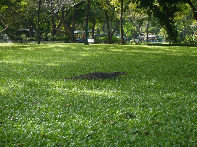Giant Monitor Lizard Wandering Around Lumphini Park, Bangkok