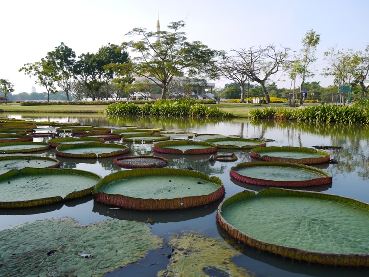 Giant Lily Pads At King Rama IX Park, Bangkok