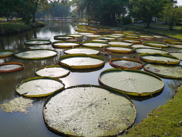 My Favorite Feature - Giant Water Lily Pads