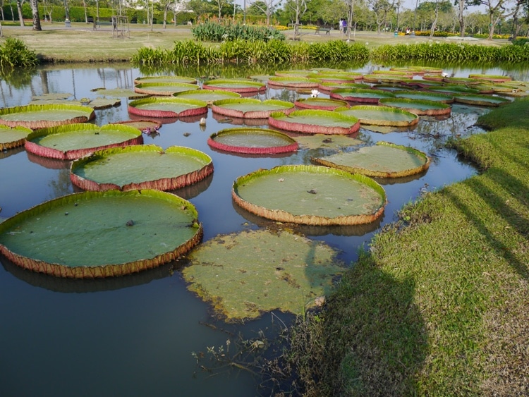 Yet More Giant Water Lilly Pads At King Rama IX Park, Bangkok