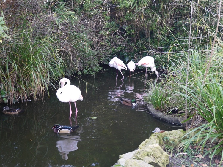 Flamingos & Ducks At Kensington Roof Gardens, London