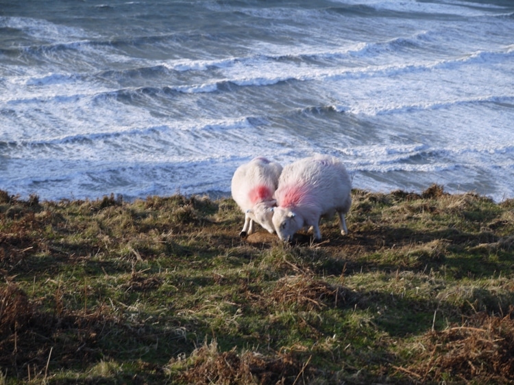 Sheep At Rhossili