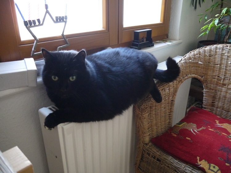 Cat Relaxing On Radiator In Berlin