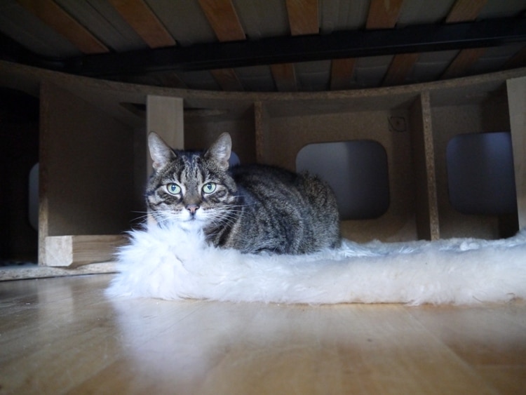 Cat Hiding Under The Day Bed At Airbnb Apartment, Berlin