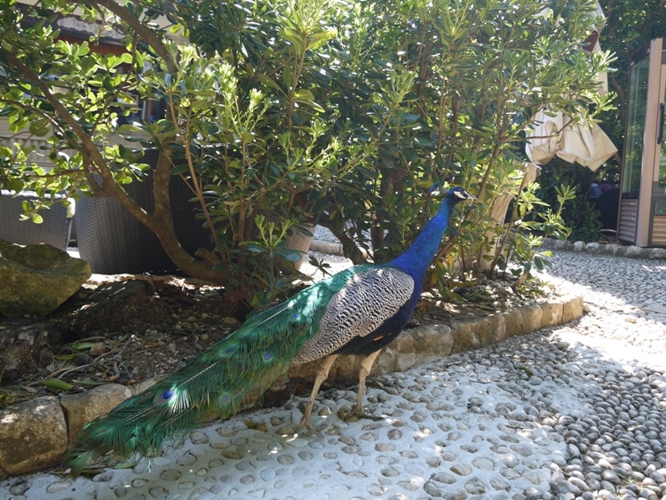 A Peakcock On Lokrum Island, Dubrovnik