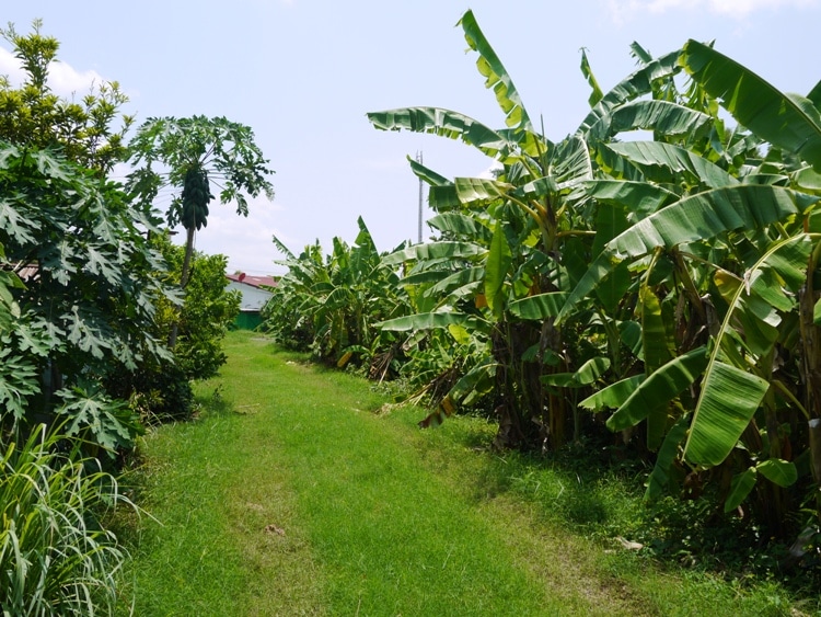 Banana Trees On The Right, Papaya Trees On The Left