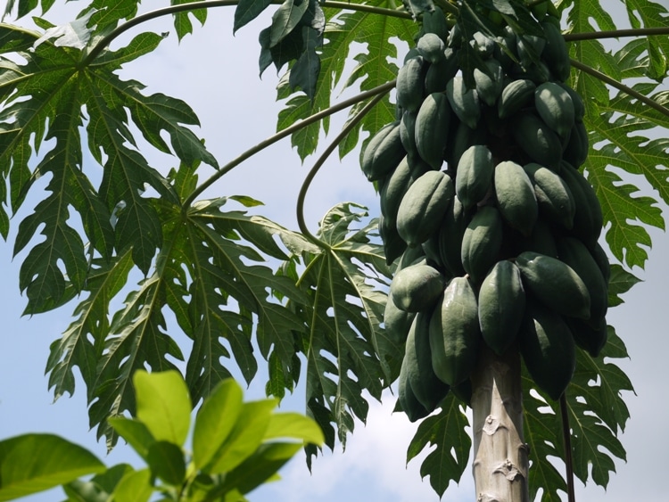 A Beautiful Bunch Of Papayas