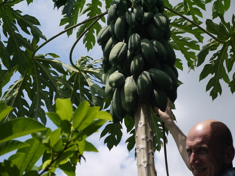 Picking A Papaya For Lunch