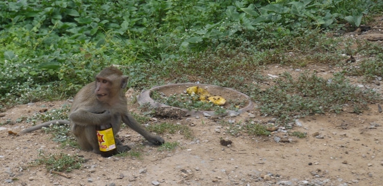 Monkey With Bottle Of Energy Drink At Wat Kai, Ayutthaya