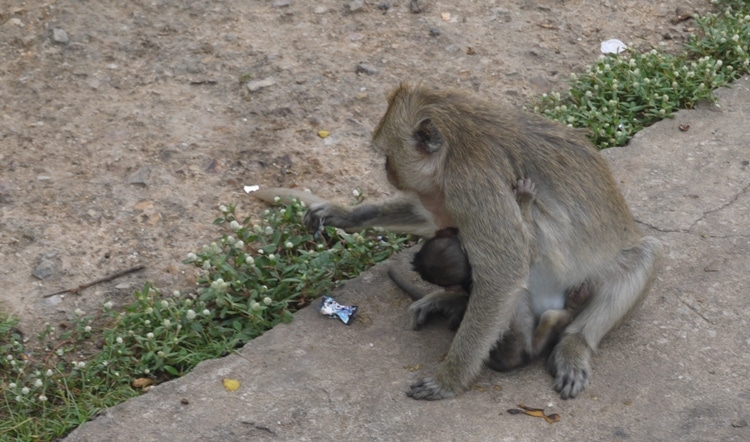 Mother & Baby At Wat Kai, Ayutthaya