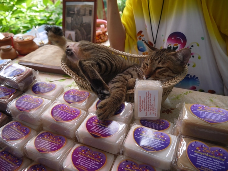 Cat Asleep At Ko Kret Market, Nonthaburi, Thailand
