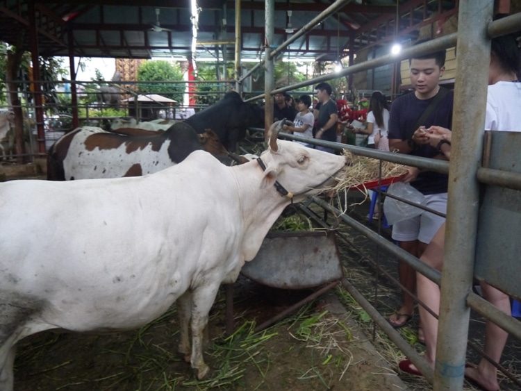 Cattle At Wat Hua Lamphong, Bangkok